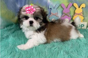 Felicia - Shih Tzu for sale
