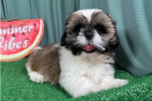 Ombre - Shih Tzu for sale