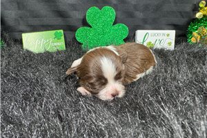 Gilroy - puppy for sale