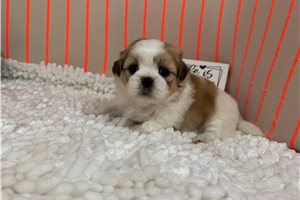 Omen - Shih Tzu for sale