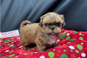 Tyson - Shih Tzu for sale