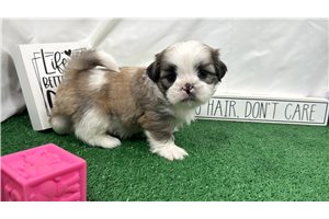 Maxwell - Shih Tzu for sale