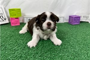 Gilroy - Shih Tzu for sale