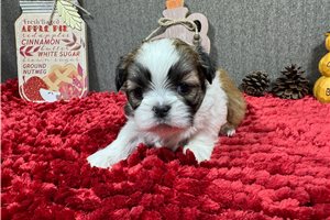 Groot - puppy for sale