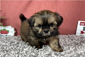Keith - Shih Tzu for sale