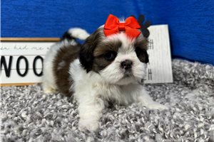Tundra - Shih Tzu for sale