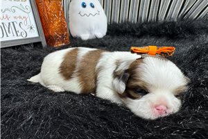Nahla - puppy for sale