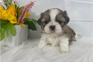 Bell - puppy for sale