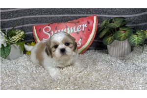 Omen - Shih Tzu for sale