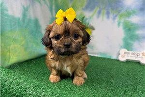 Bramble - Shih Tzu for sale