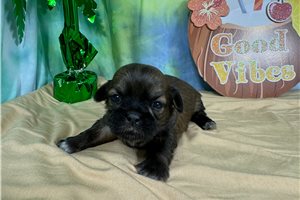 Beta - puppy for sale
