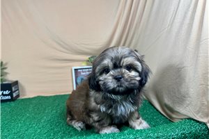 Bill - Shih Tzu for sale