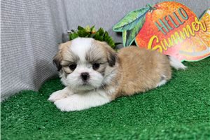 Ghost - Shih Tzu for sale