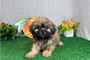 Kyle - Shih Tzu for sale