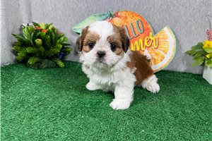 Geyser - Shih Tzu for sale