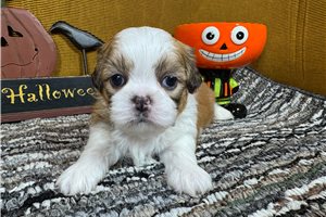 Nash - Shih Tzu for sale