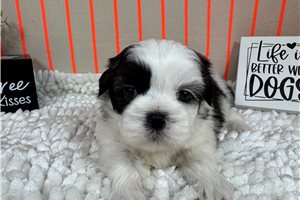 Omar - Shih Tzu for sale