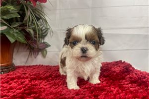 Snoodle - puppy for sale