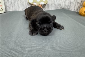 Gator - puppy for sale