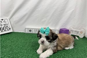 Matilda - puppy for sale