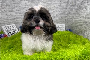 Ombre - Shih Tzu for sale