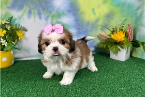 Brianna - Shih Tzu for sale