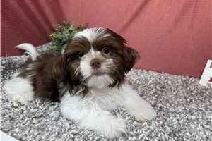 Gibson - Shih Tzu for sale