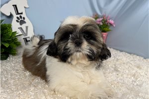 Ombre - Shih Tzu for sale