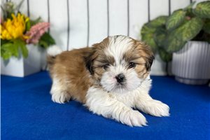 Marcel - puppy for sale
