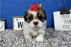 TigerLilly - Shih Tzu for sale