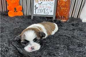Paco - puppy for sale