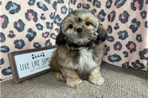 Bill - Shih Tzu for sale