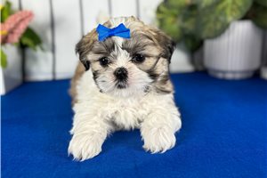 Muffin - puppy for sale