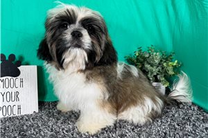 Ombre - puppy for sale