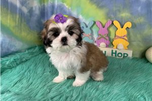 Dally - Shih Tzu for sale