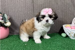 Matilda - Shih Tzu for sale