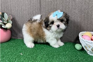 Macy - Shih Tzu for sale