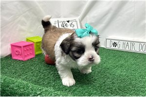 Matilda - Shih Tzu for sale