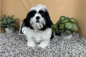 Pickles - Shih Tzu for sale