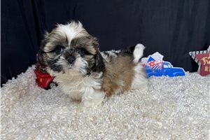 Ombre - Shih Tzu for sale