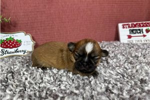 Geraldine - puppy for sale