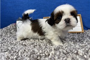 Tommy - Shih Tzu for sale