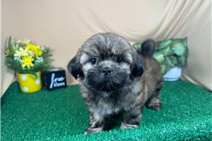 Beta - Shih Tzu for sale