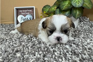 Ghost - Shih Tzu for sale
