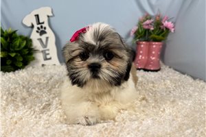 Octavia - Shih Tzu for sale
