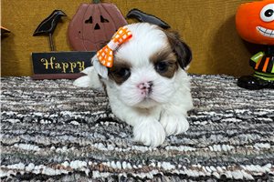 Nahla - Shih Tzu for sale