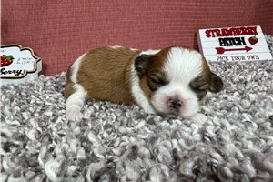 Gertrude - puppy for sale