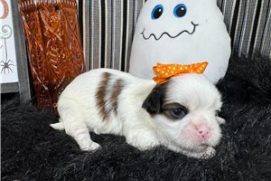 Nalia - puppy for sale
