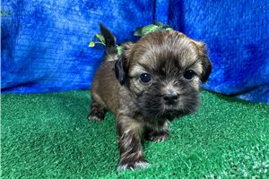 Beta - Shih Tzu for sale