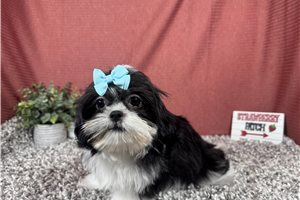 Diva - Shih Tzu for sale